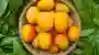 Листья манго: 6 преимуществ, о которых вы, возможно, не знали раньше