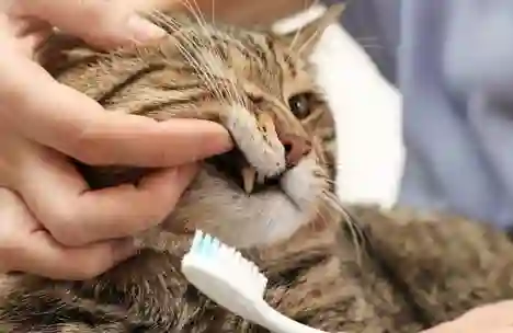 Стоматологическая помощь кошкам: лучшие советы для здоровых зубов