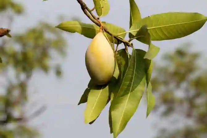 Листья манго: 6 преимуществ, о которых вы, возможно, не знали раньше