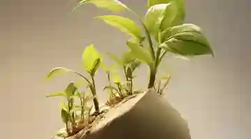 Период вегетации у растений