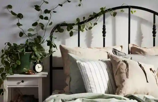 Лучше спать в хорошем климате: эти 7 растений вы должны иметь в спальне