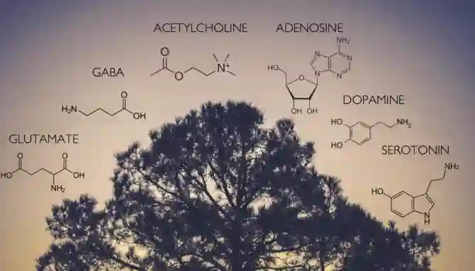 Счастливый квартет: серотонин, дофамин, окситоцин и эндорфин